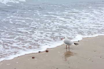 Seagull at sea