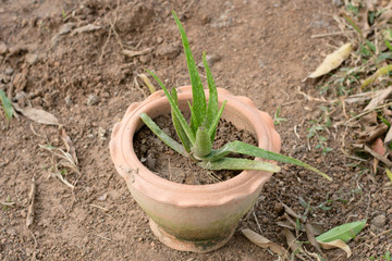 Aloe vera is a herb that can cure Burns and it is ingredient in