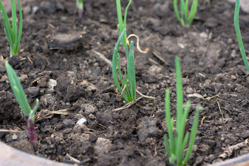 Spring onions growing in the soil