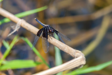 Beautiful dragonfly on branch in nature.