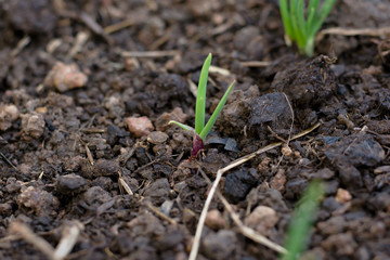 Spring onions growing in the soil