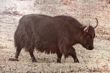 Yak in Nepal mountains