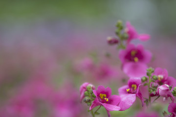 Rosa Blüten weichgezeichnet