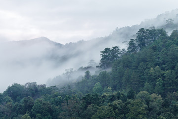Mountain Fog at Mae Klang Luang, Chiangmai