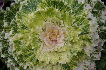 Obraz premium Longlived Cabbage