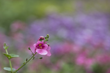 Rosa Blüte vor pastellfarbigem Hintergrund