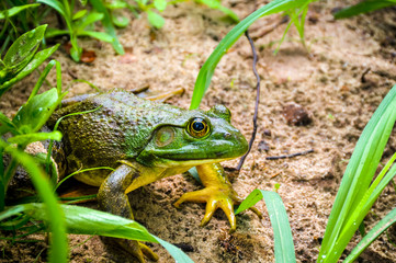 Bull Frog