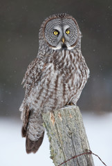 Great grey owl (Strix nebulosa) sitting on post in winter in Ottawa, Canada