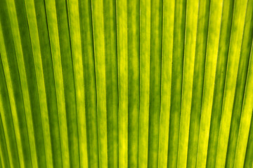 palm leaf structure