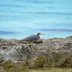  Pacific Reef Heron, black Egretta sacra, in French Polynesia, Tetiaroa island 