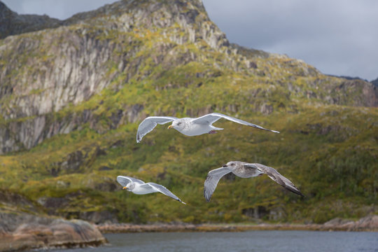 Three gulls in flight on coast