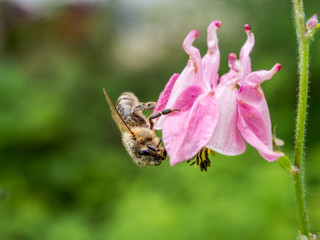 Honigbiene auf Akelei
