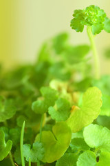 ヤマネコノメソウ