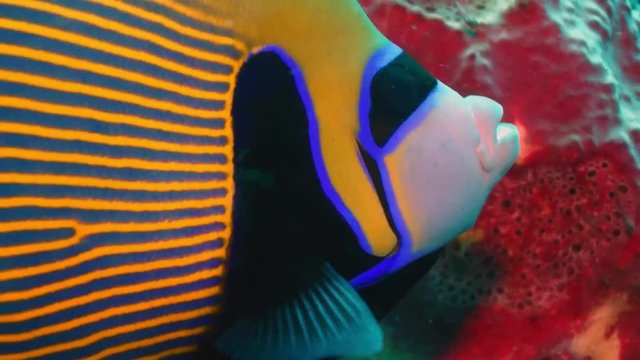 Emperor Angelfish (Pomacanthus imperator)