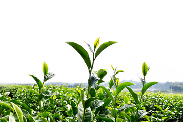 Green tea garden landscape sunset hill cultivation