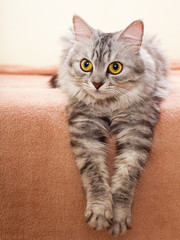 The pet, gray striped cat.