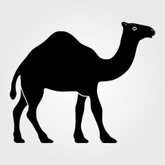 Camel icon on a white background