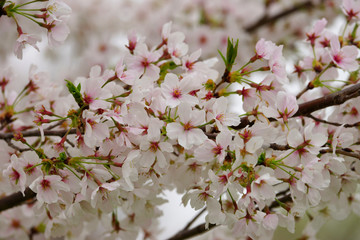 Spring cherry branch covered with white blossom