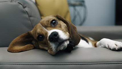 beagle