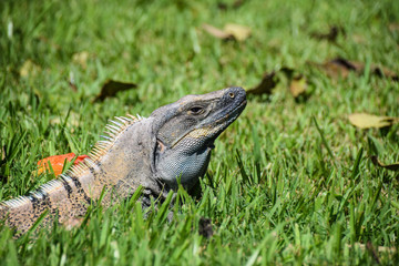 Iguana in the grass basking in sunshine