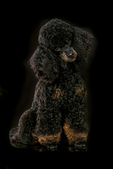 Sitzender Zwergpudel