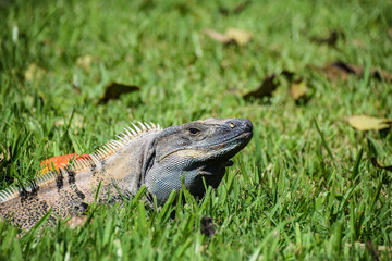 Iguana basking in the sun