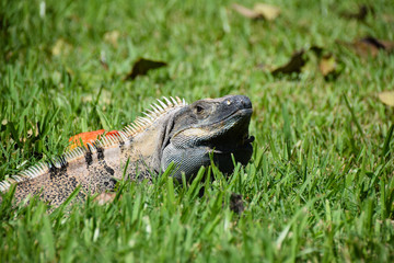 Iguana basking in the sun