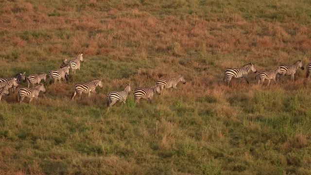 AERIAL: Zebras with infants galloping in line across vast savannah field