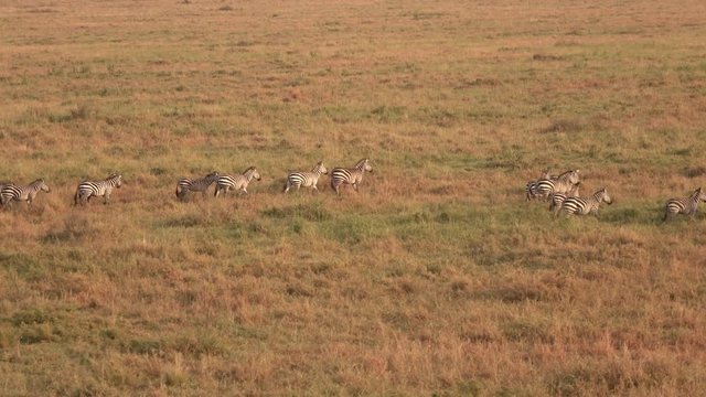 Wild zebras walking in group across savannah field at golden sunset