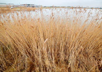 au bord de l'&eacute;tang