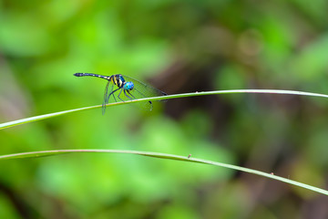 Beautiful dragonfly on leaves with green background, Tetrathemis platyptera.