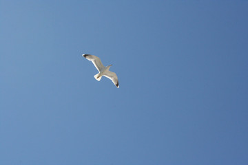 Lonely seagull on blue sky 