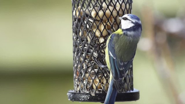 Video of a cute blue tit trying to get peanuts from a bird feeder