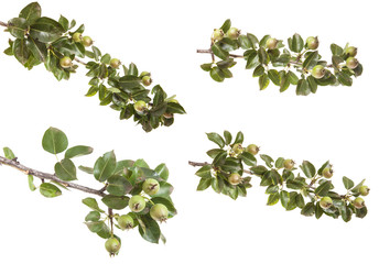 pear tree branch with unripe fruit. isolated on white background