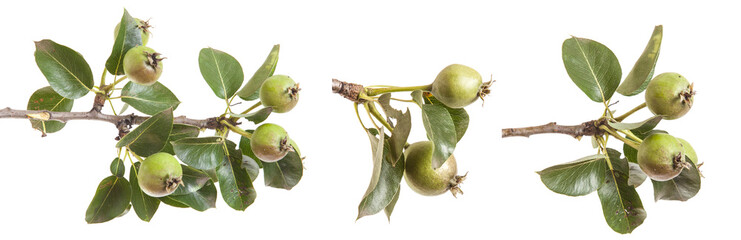 pear tree branch with unripe fruit. isolated on white background