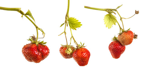 bunch of strawberries on the germ. On a white background. Set