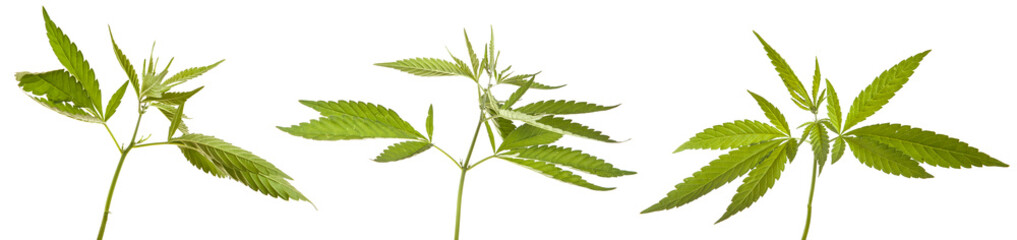 Bush cannabis isolated on white background
