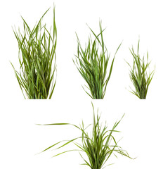 bundle of green grass isolated on white background. Set