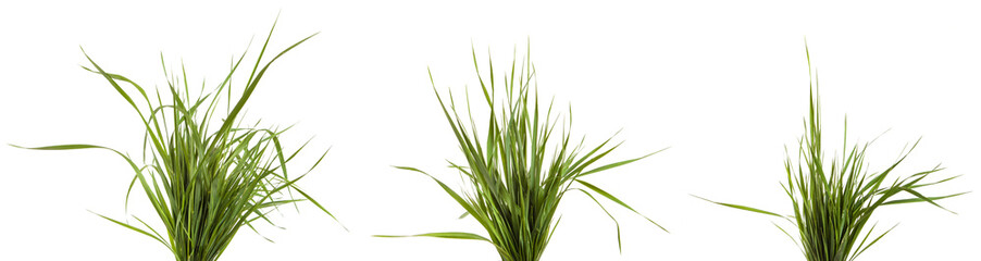 bundle of green grass isolated on white background. Set