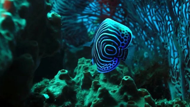 Close-up view of a Juvenile Emperor angelfish (Pomacanthus imperator)