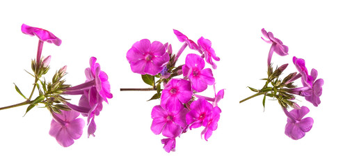 Plakat blooming phlox isolated on white background