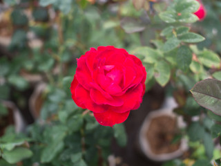 Red Rose in The Garden
