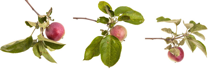 branch with ripe apples and leaves. isolated on white background