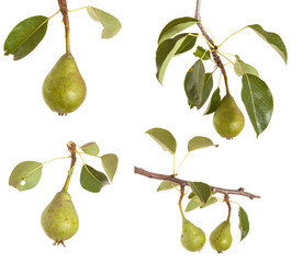 Obraz premium unripe green pear on a branch isolated on white background