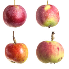 ripe apple on the branch isolated on white background