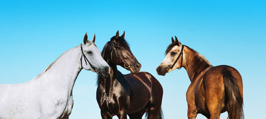 Grupovoy portrait horses on a background of blue sky. Black, white and brown horse standing nearby.