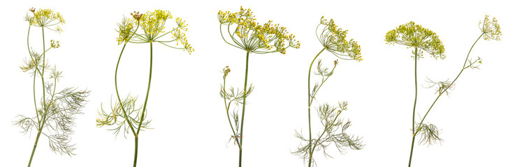 blossoming branch of fennel on a white background