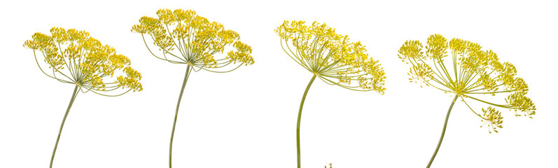 blossoming branch of fennel on a white background