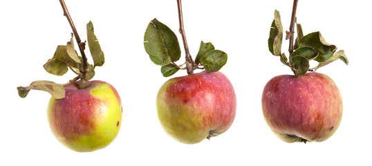 branch with ripe apples and leaves. isolated on white background