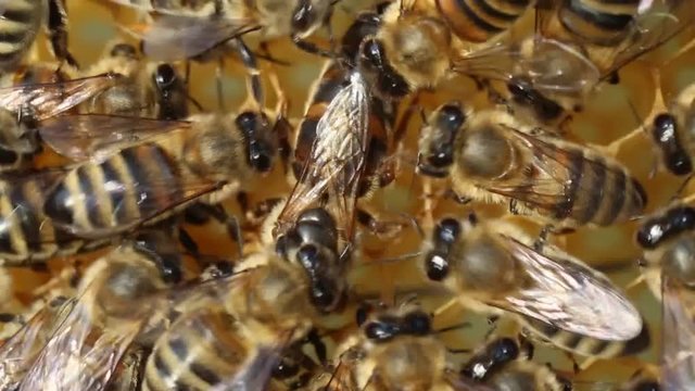 Queen bee lays eggs in the honeycomb.
Bees make bee queen to lay eggs.
